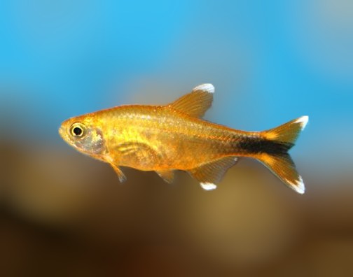 Silver Tip Tetra